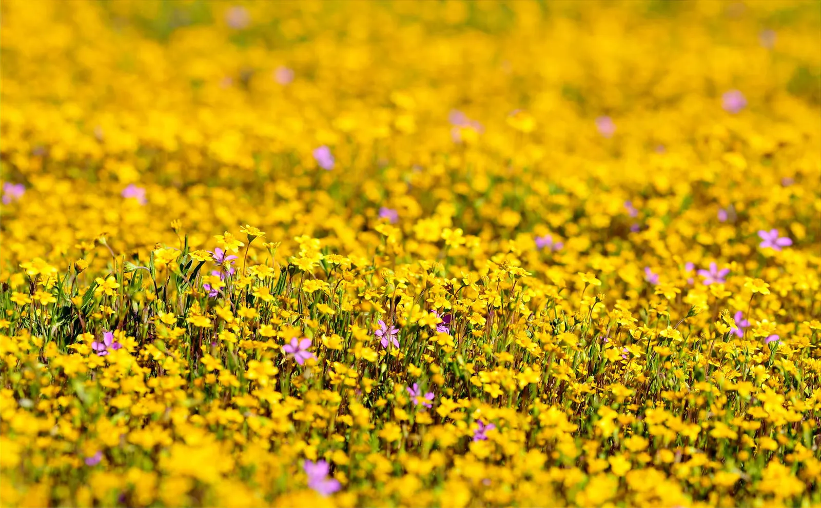 Gold Flower (Hypericum X Moserianum) — This low-maintenance shrub is drought-tolerant once established and is relatively disease and pest-free; gold Flower