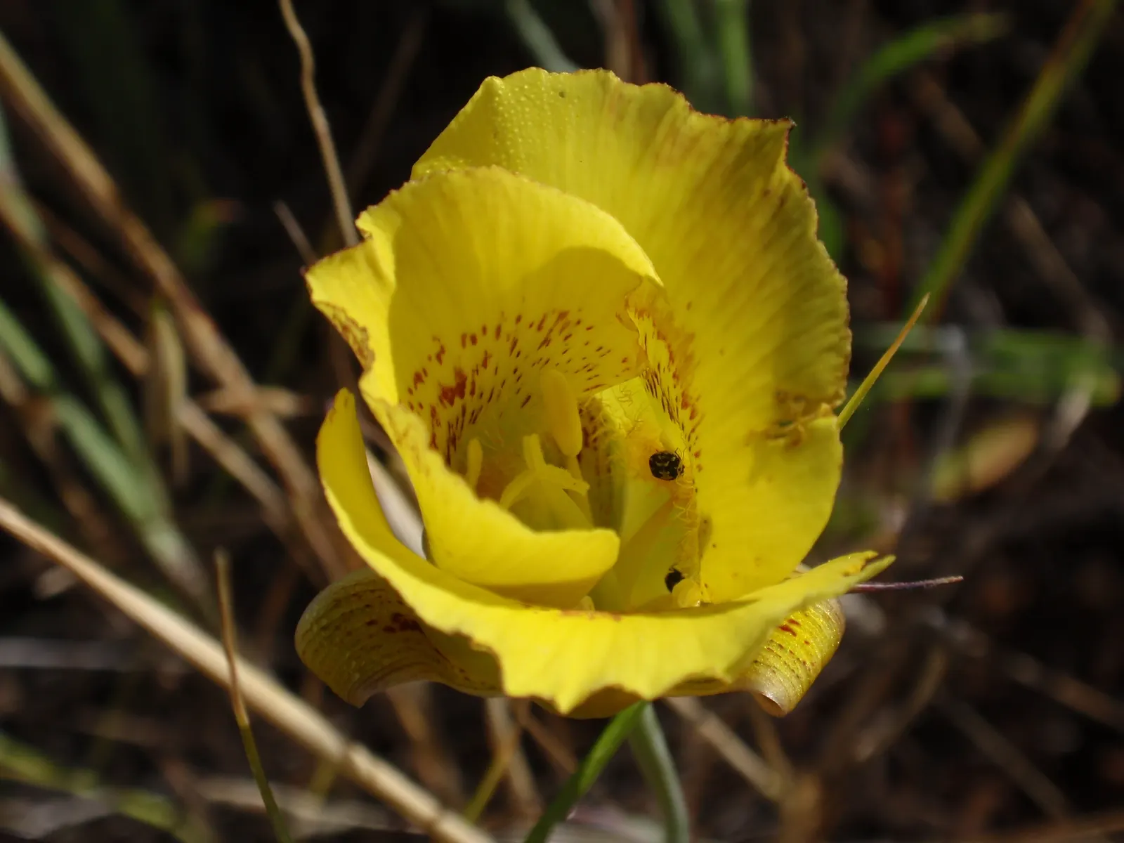 Gold Flower (Hypericum X Moserianum) — Gold Flower thrives in USDA Hardiness Zones 5 to 9; this hybrid, often referred to as St, image 61