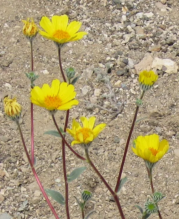 Gold Flower (Hypericum X Moserianum) — Gold Flower thrives in USDA Hardiness Zones 5 to 9; this hybrid, often referred to as St