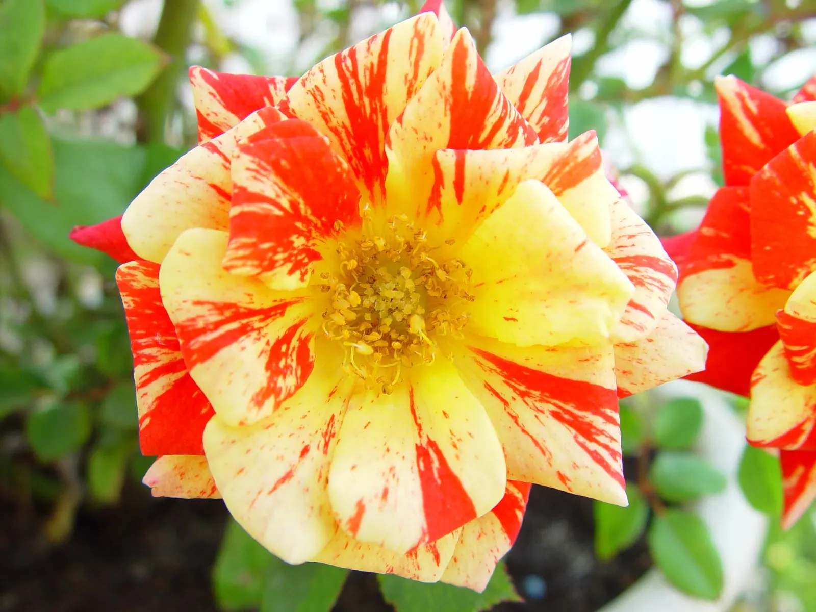 Gold Flower (Hypericum X Moserianum) — scientifically known as Hypericum x moserianum; perfect for varied landscape designs, image 54