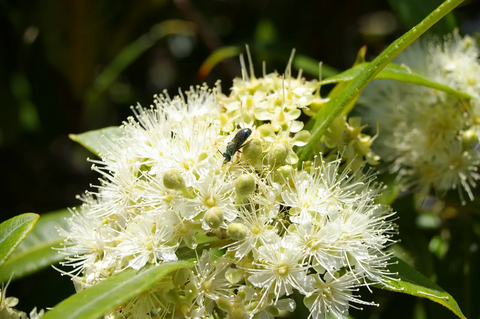 Gold Flower (Hypericum X Moserianum) — perfect for varied landscape designs; shrub for full or half, image 76