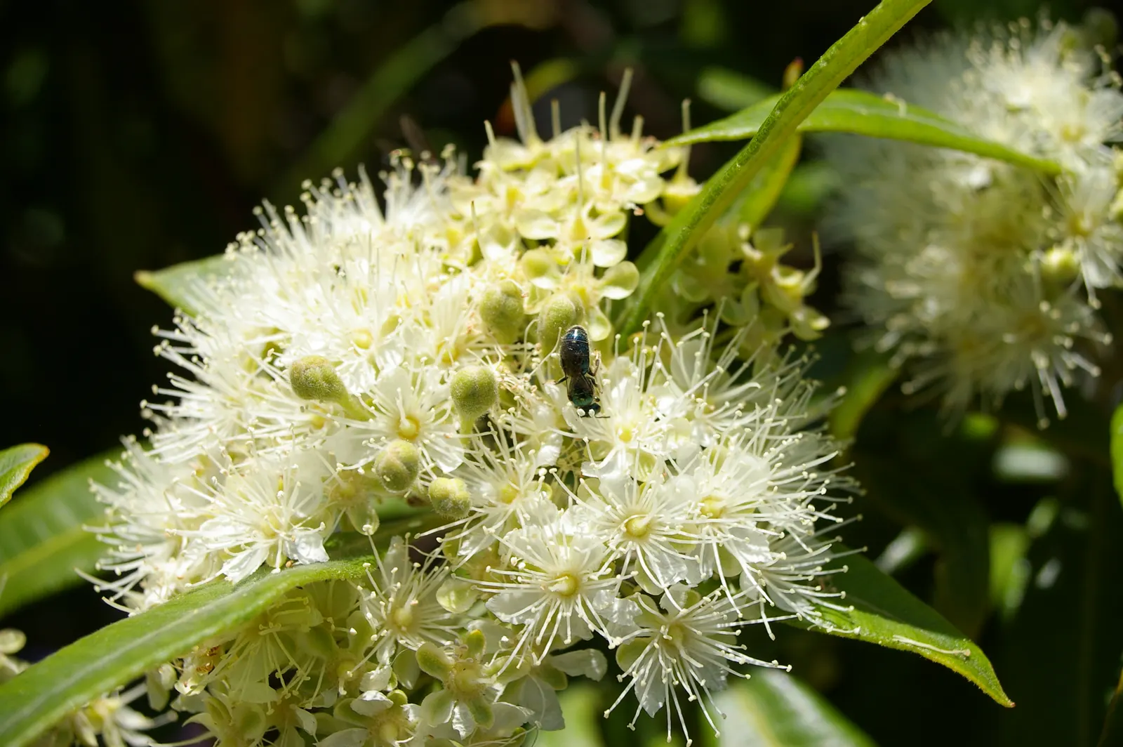 Gold Flower (Hypericum X Moserianum) — Gold Flower thrives in USDA Hardiness Zones 5 to 9; this hybrid, often referred to as St, image 84
