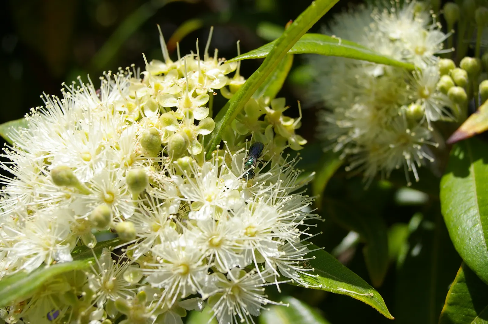 Gold Flower (Hypericum X Moserianum) — it typically achieves a mature size of 1 to 2 feet in height with a spread of 1.5 to 2.5 feet