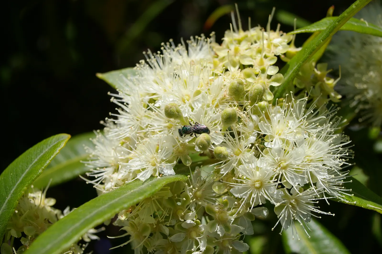Gold Flower (Hypericum X Moserianum) — It prefers well-drained soil and can accommodate full sun to partial shade exposure