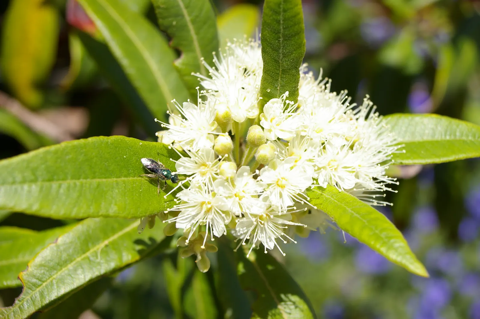 Gold Flower (Hypericum X Moserianum) — It prefers well-drained soil and can accommodate full sun to partial shade exposure; gold Flower, Hypericum x