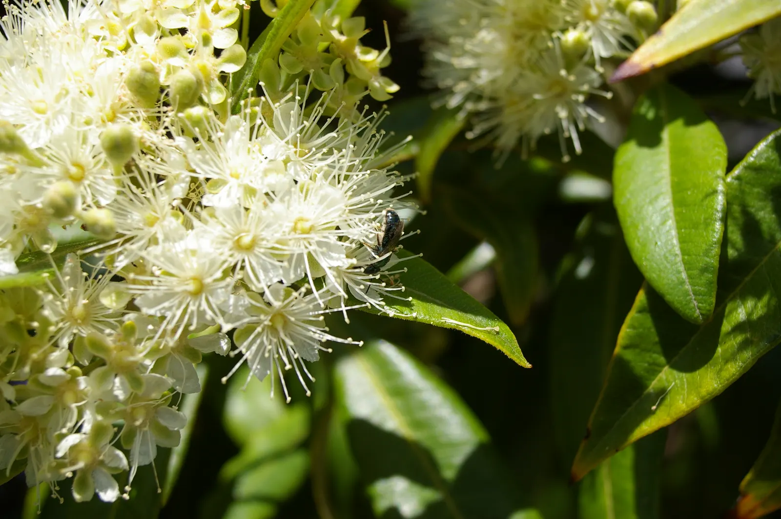 Gold Flower (Hypericum X Moserianum) — Gold Flower, Hypericum x moserianum, offers vibrant, star-shaped blooms amid glossy, oval leaves; maintenance includes