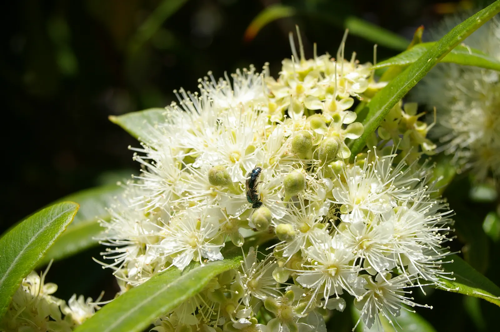 Gold Flower (Hypericum X Moserianum) — demonstrating versatility across different climates; it prefers well-drained soil and can accommodate full, image 62
