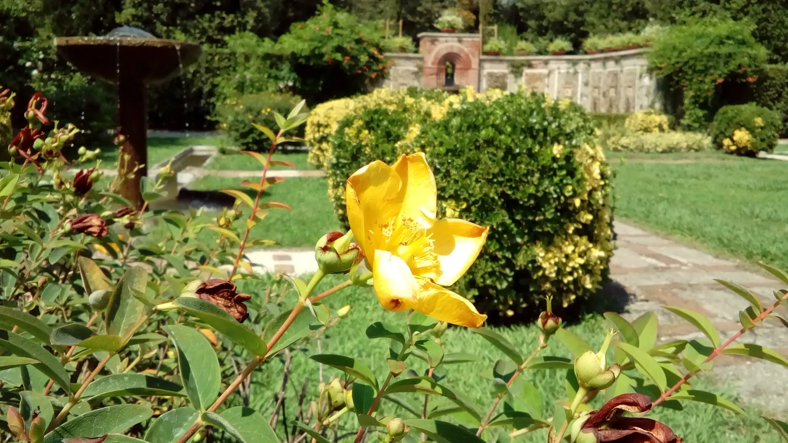 Gold Flower (Hypericum X Moserianum) — providing continuous summer color and attracting pollinators while being deer resistant; demonstrating, image 75