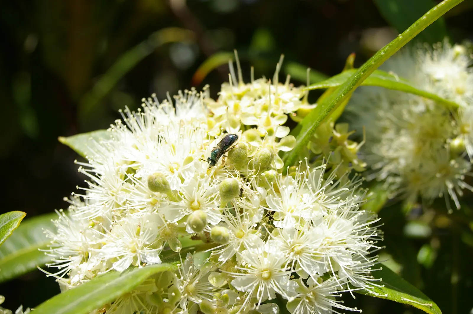 Gold Flower (Hypericum X Moserianum) — thriving in full sun to part shade; consider its moderate growth rate and prune lightly after flowering to maintain