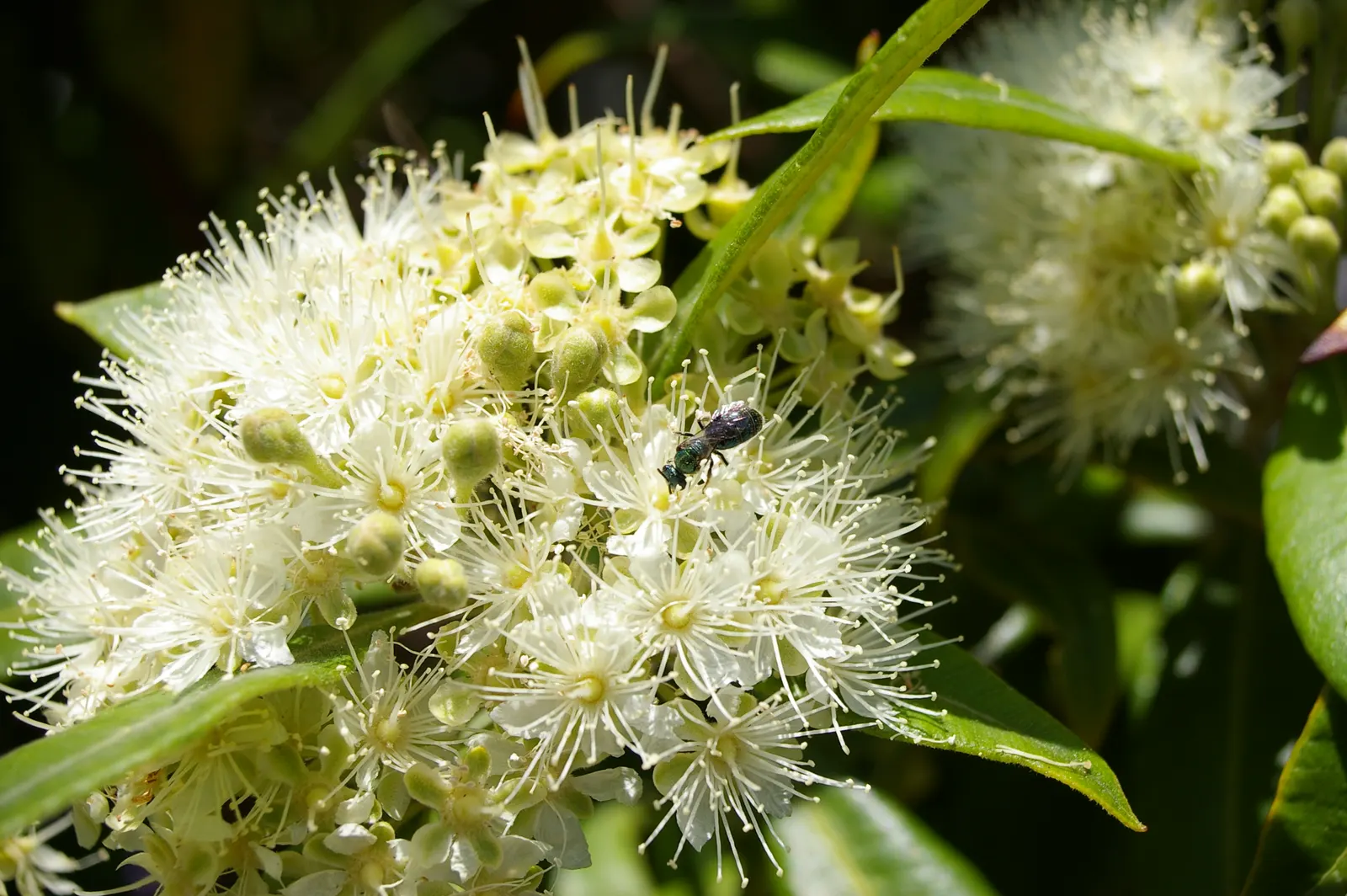 Gold Flower (Hypericum X Moserianum) — or as an accent in mixed beds