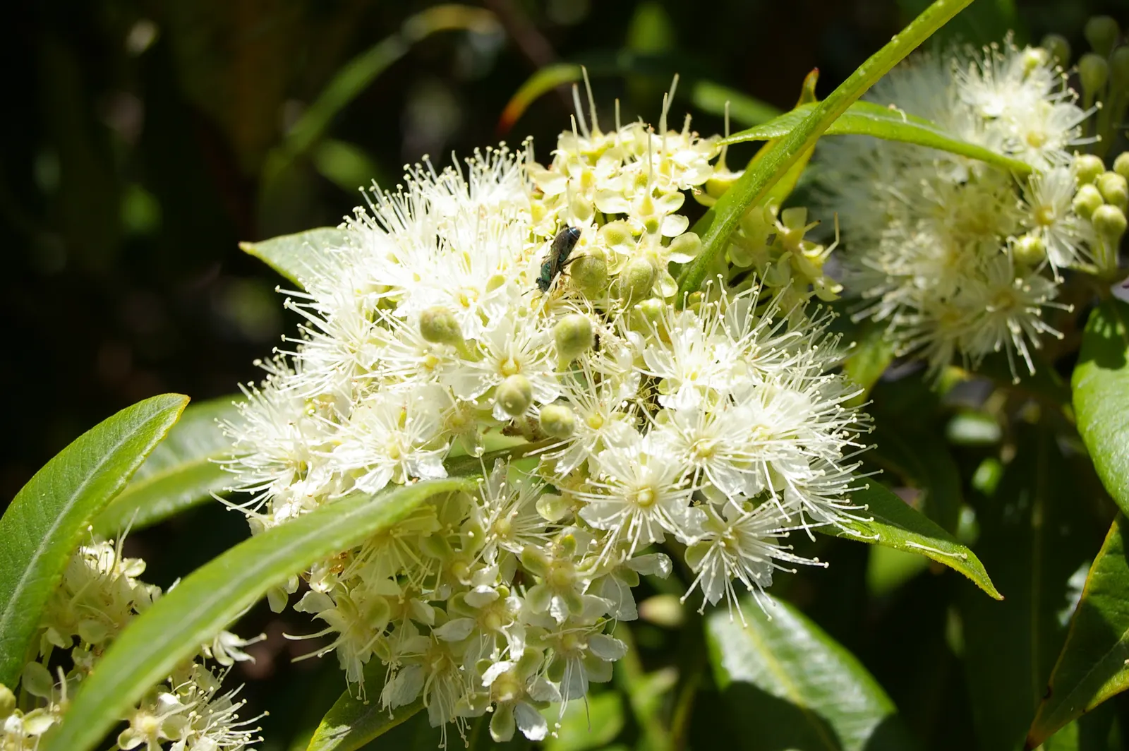 Gold Flower (Hypericum X Moserianum) — or as an accent in mixed beds; this low-maintenance shrub is drought-tolerant once established and is, image 82