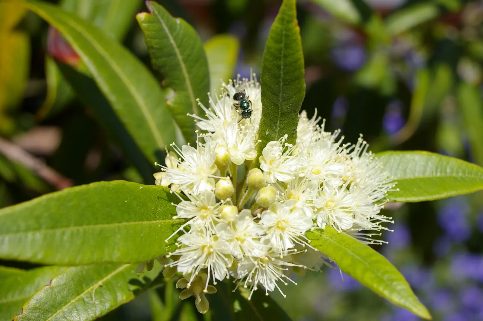 Gold Flower (Hypericum X Moserianum) — scientifically known as Hypericum x moserianum; perfect for varied landscape designs, image 77