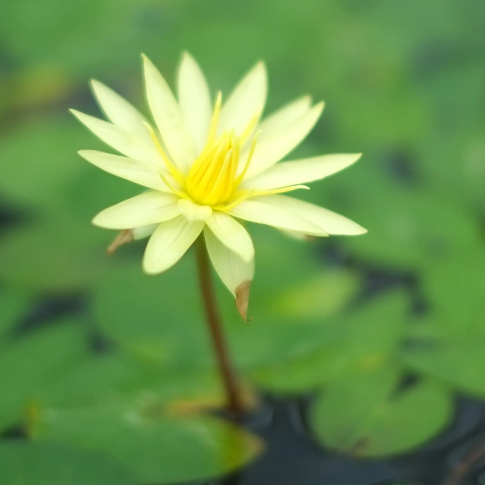 Gold Flower (Hypericum X Moserianum) — scientifically known as Hypericum x moserianum; perfect for varied landscape designs