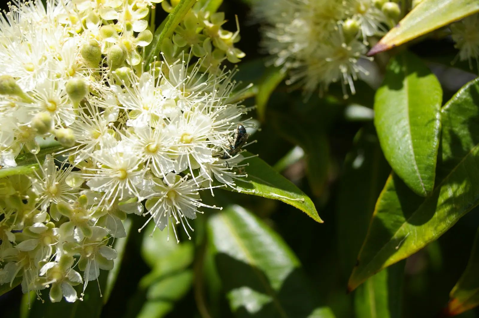 Gold Flower (Hypericum X Moserianum) — Gold Flower, Hypericum x moserianum, offers vibrant, star-shaped blooms amid glossy, oval leaves, image 47