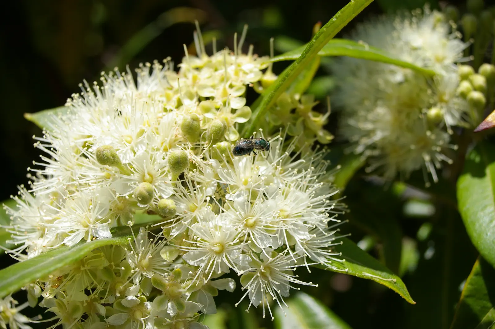 Gold Flower (Hypericum X Moserianum) — promising a hassle-free enhancement to your garden space; shrub with gold and yellow blooms, image 66