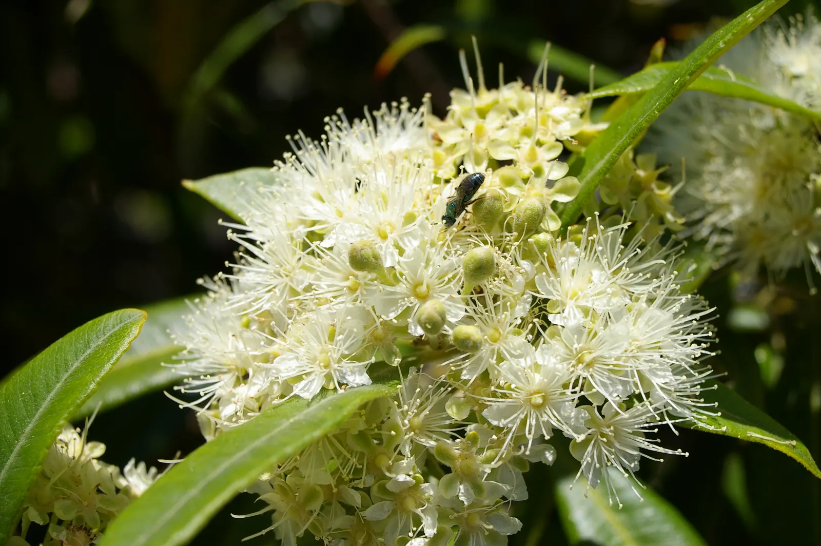 Gold Flower (Hypericum X Moserianum) — shrub with gold and yellow blooms; or as an accent in mixed beds, image 68