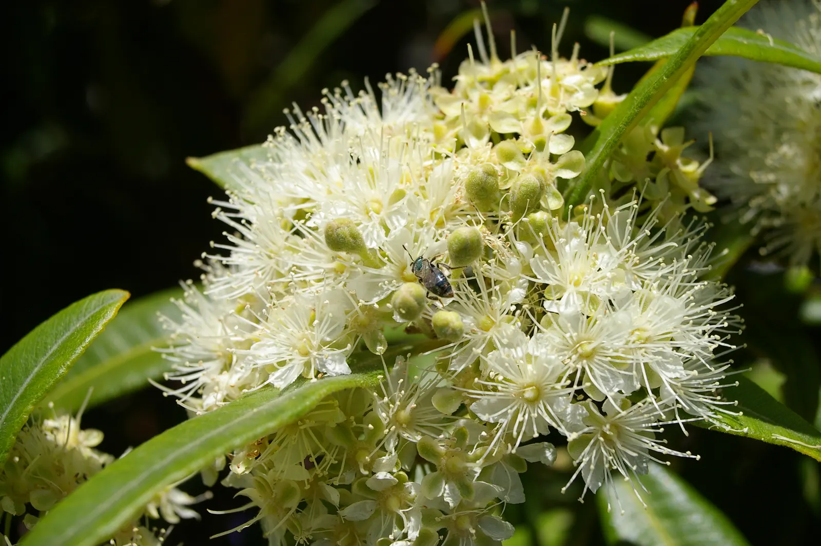 Gold Flower (Hypericum X Moserianum) — is a remarkable semi-evergreen shrub that offers vibrant color and texture to any landscape design; dark, image 55