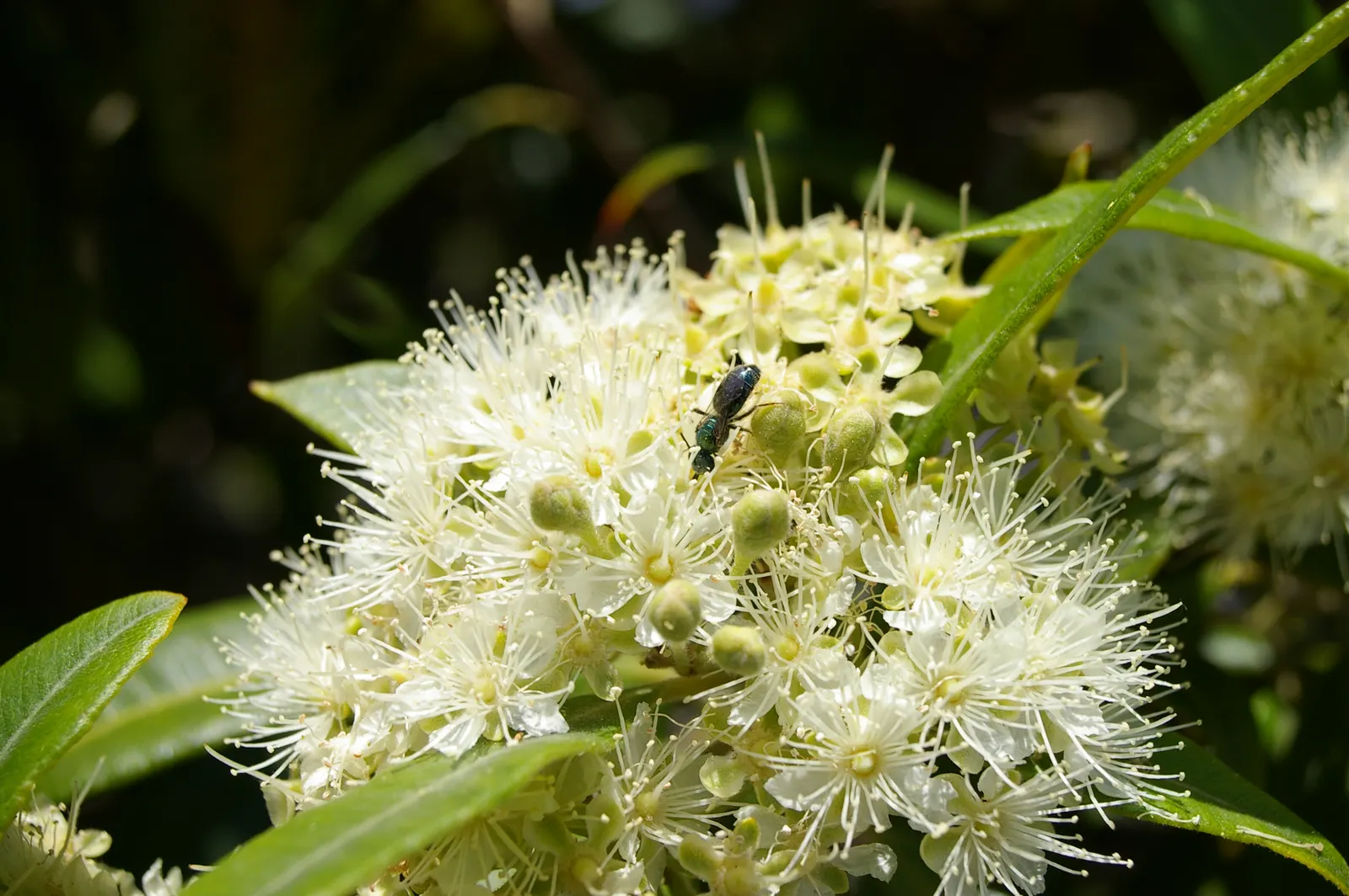 Gold Flower (Hypericum X Moserianum) — gold and yellow flowers in the garden; providing continuous summer color and attracting pollinators while being deer