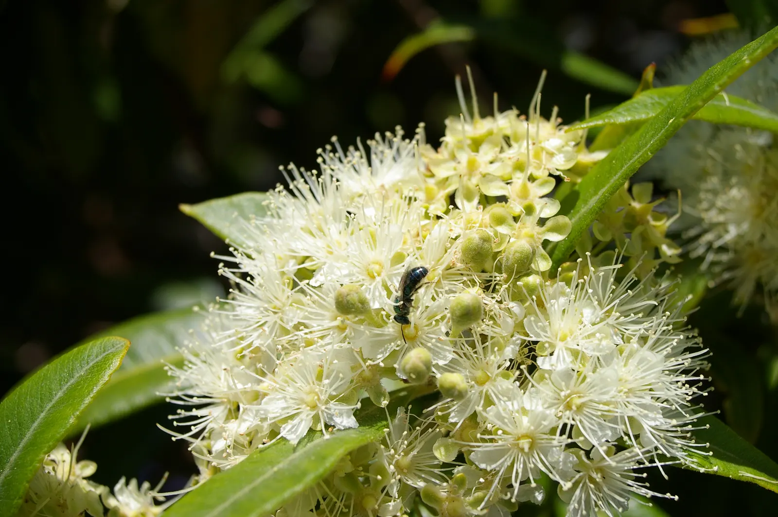 Gold Flower (Hypericum X Moserianum) — is a remarkable semi-evergreen shrub that offers vibrant color and texture to any landscape design; dark green leaves