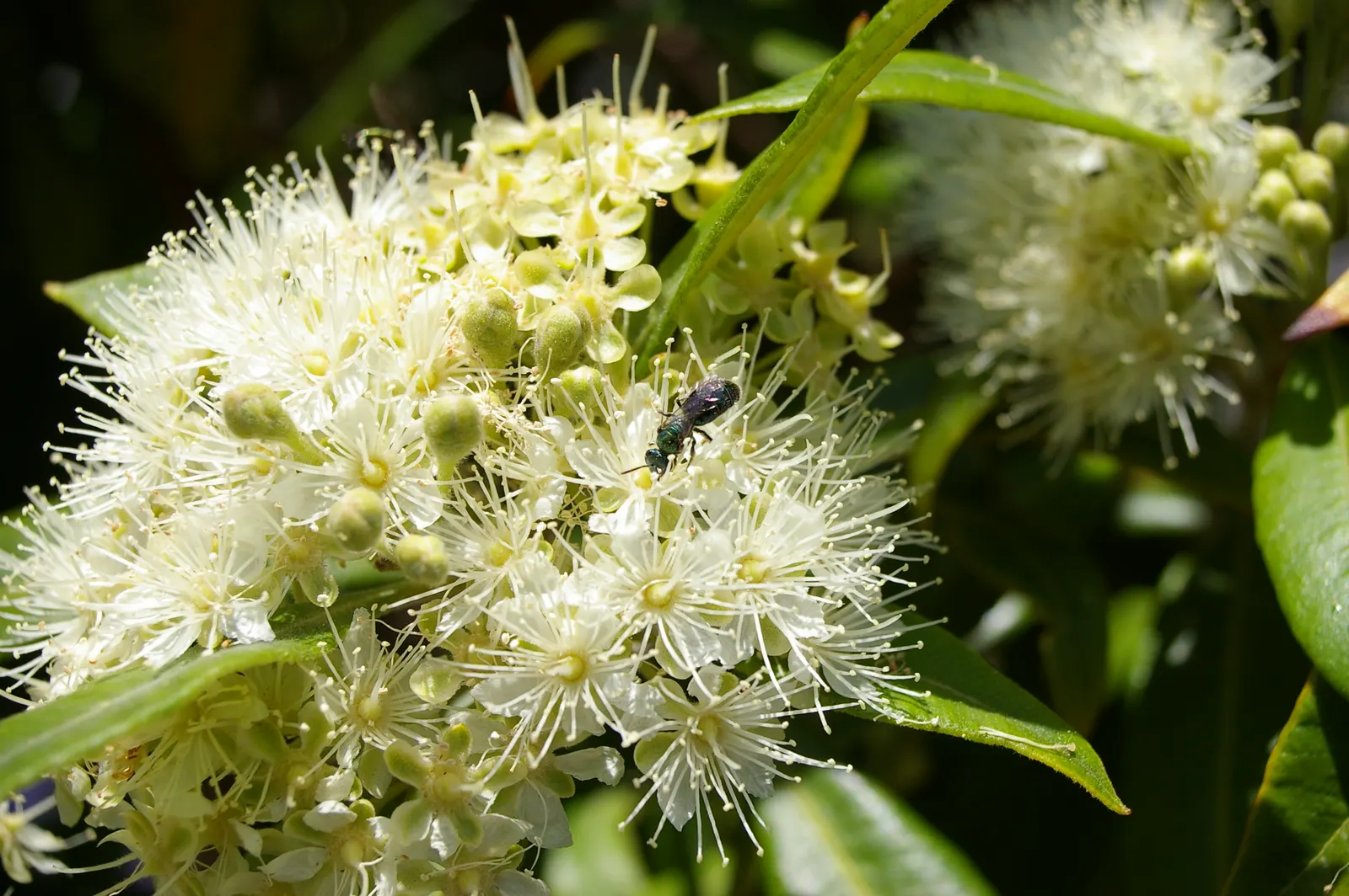 Gold Flower (Hypericum X Moserianum) — providing continuous summer color and attracting pollinators while being deer resistant