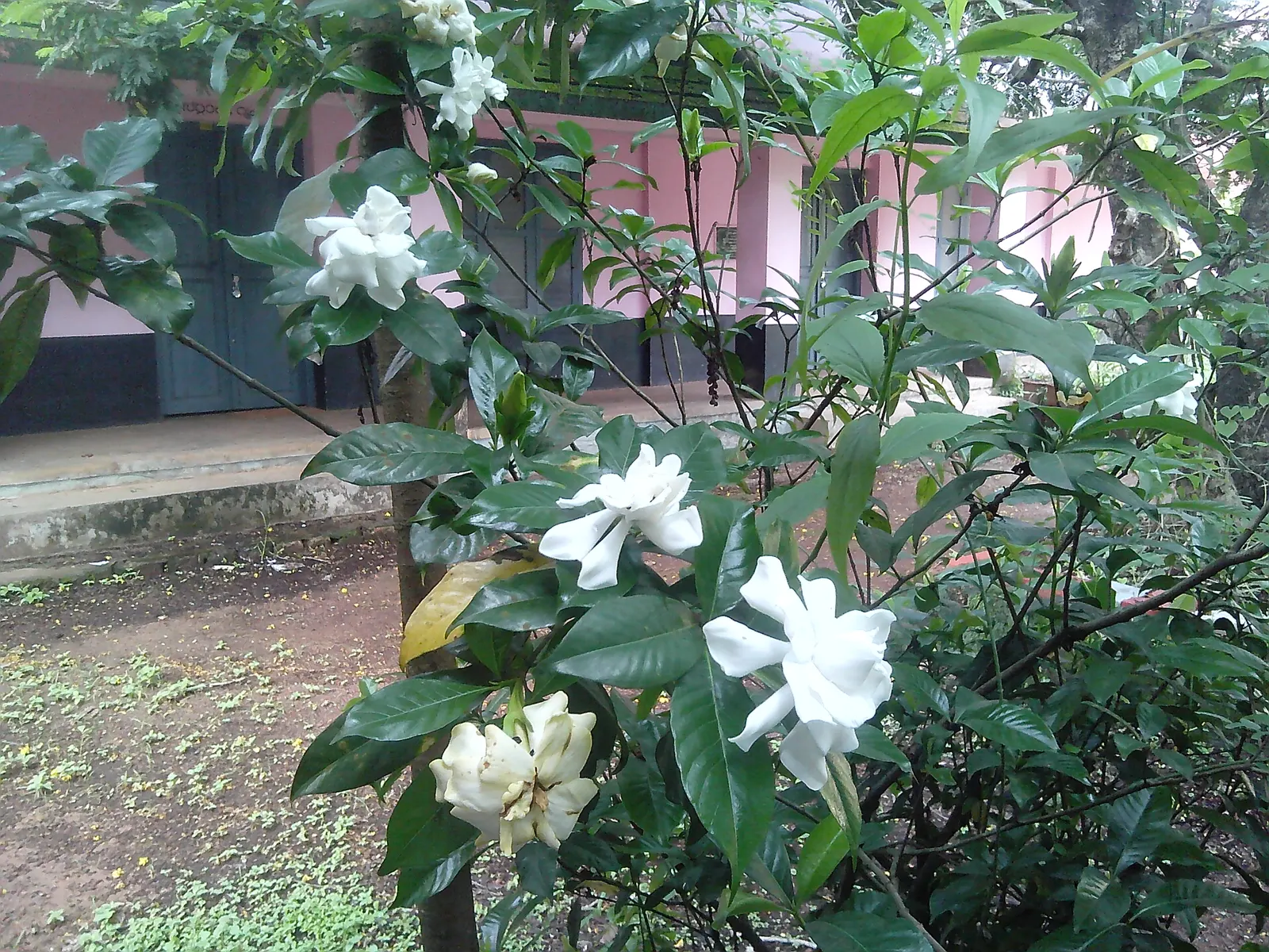 Double-Flowering Crape Jasmine (Tabernaemontana 'Flore Pleno') — Flowering occurs throughout the warmer months