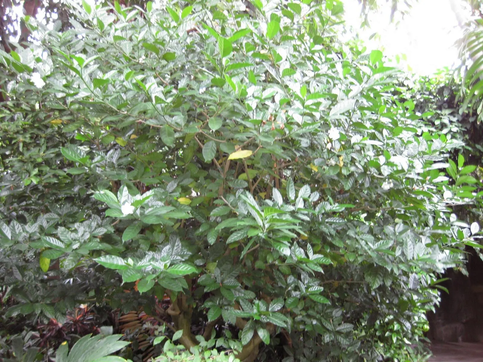 Double-Flowering Crape Jasmine (Tabernaemontana 'Flore Pleno') — this cultivar can reach a mature height of approximately 4 to 6 feet with a similar spread