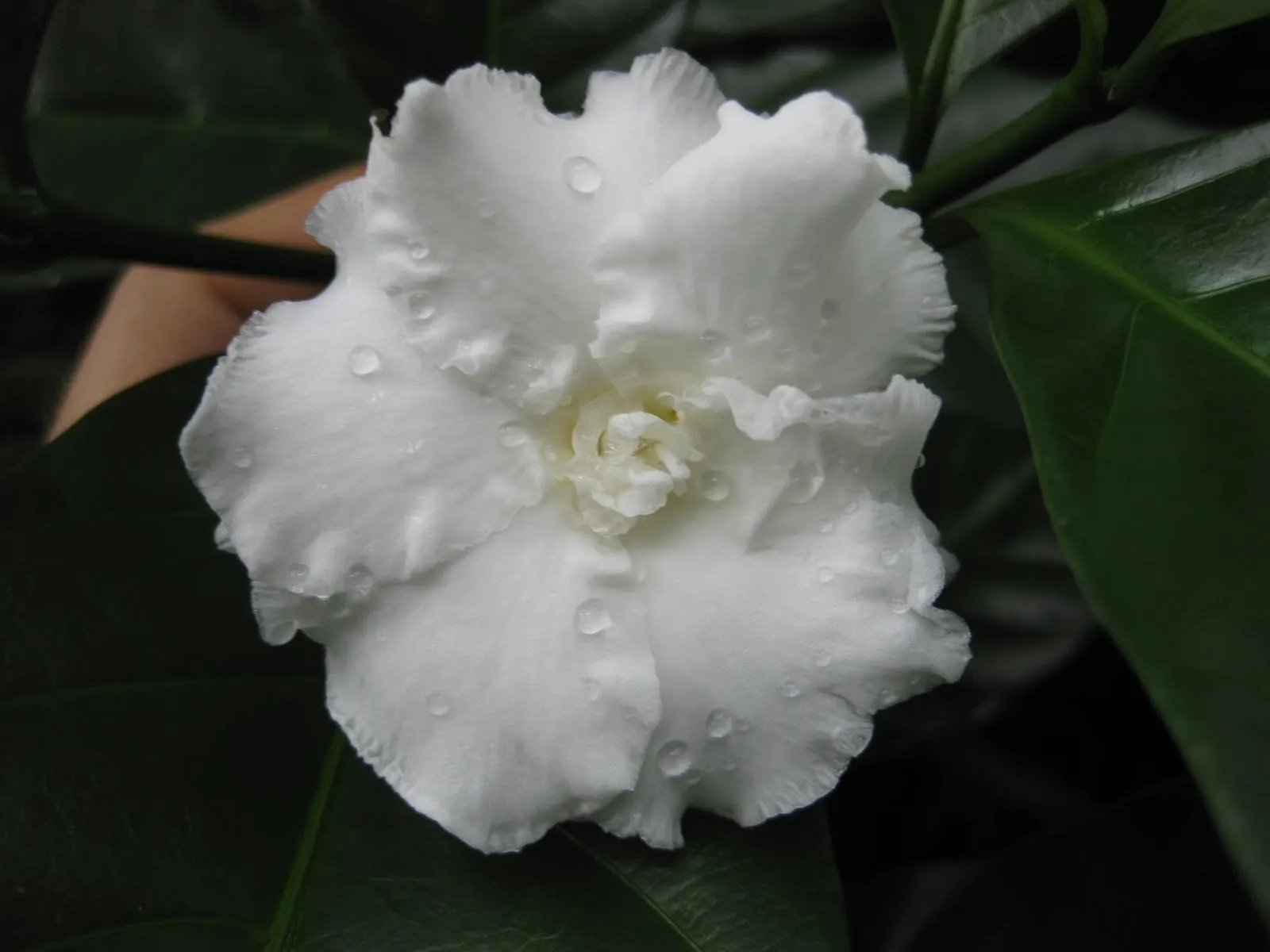 Double-Flowering Crape Jasmine (Tabernaemontana 'Flore Pleno') — it requires well-drained soil and moderate watering to maintain its elegant appearance