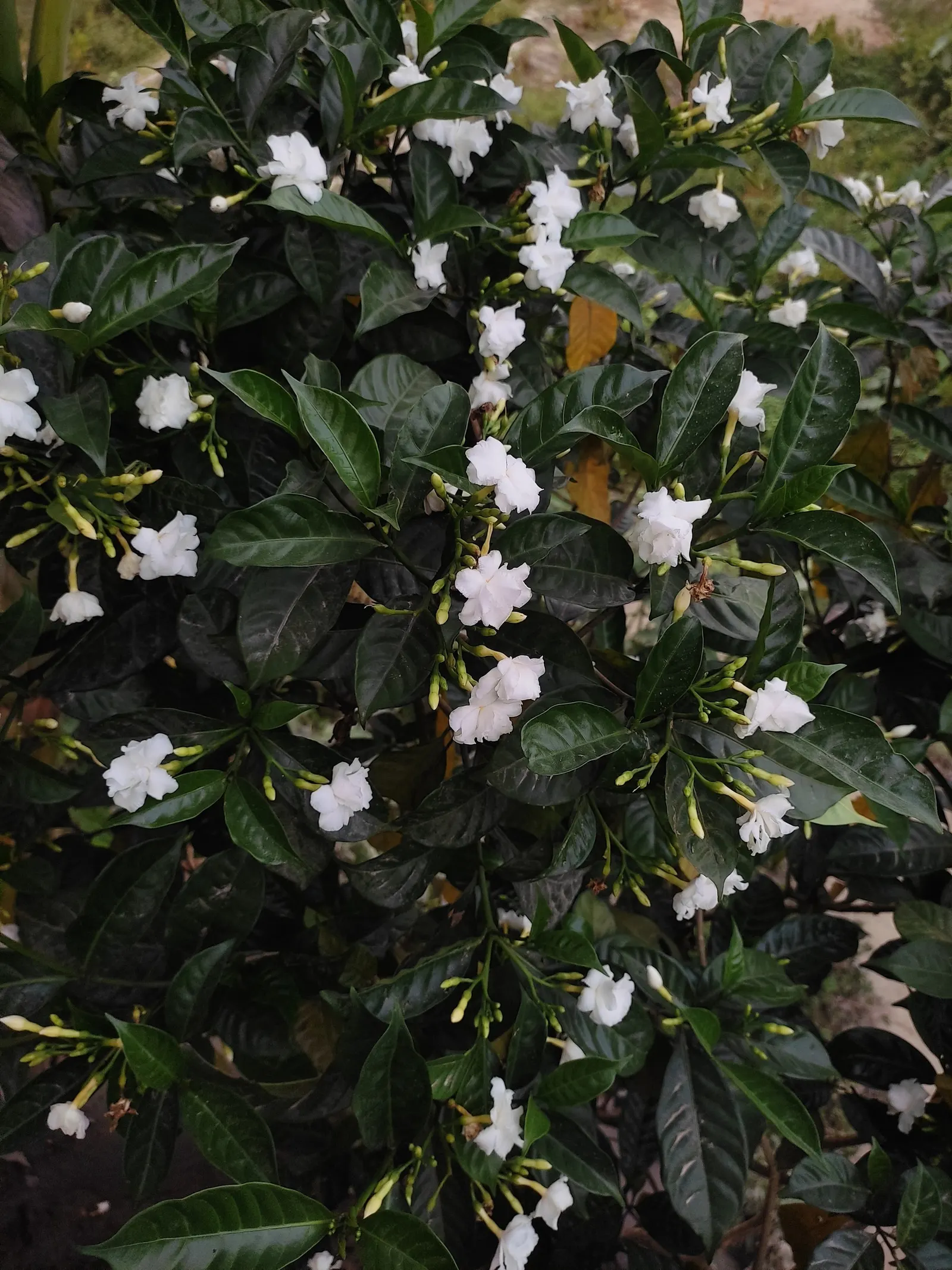 Double-Flowering Crape Jasmine (Tabernaemontana 'Flore Pleno') — the Double-Flowering Crape Jasmine can serve both as a specimen plant and as part of a mixed
