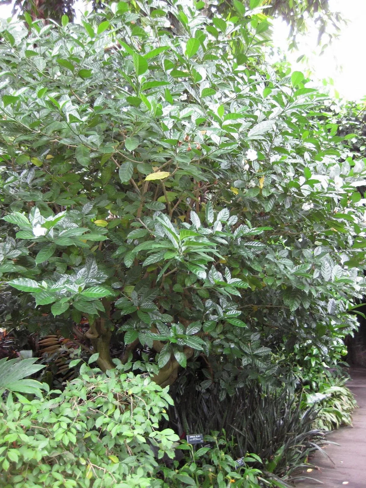 Double-Flowering Crape Jasmine (Tabernaemontana 'Flore Pleno') — stands as an ornate shrub of East Asian origin that boasts lush