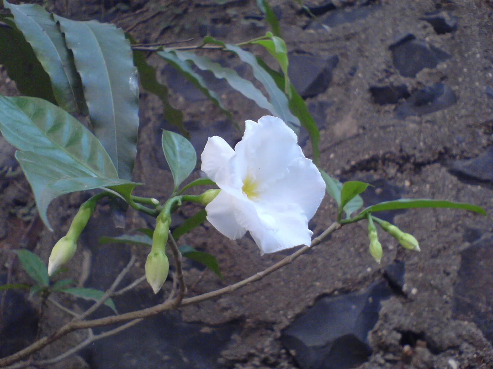Double-Flowering Crape Jasmine (Tabernaemontana 'Flore Pleno') — providing an extended period of visual interest.<br><br>Thriving in USDA hardiness zones 10 to