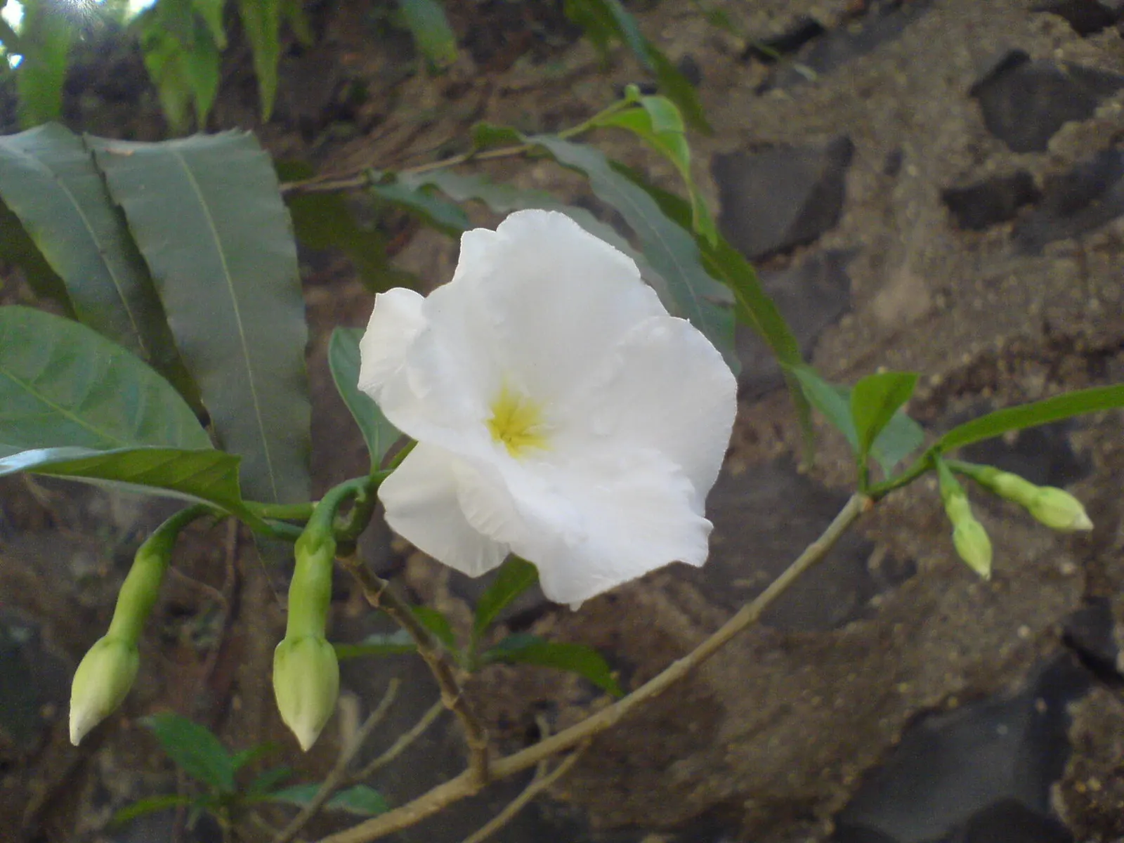 Double-Flowering Crape Jasmine (Tabernaemontana 'Flore Pleno') — typically from late spring through early fall