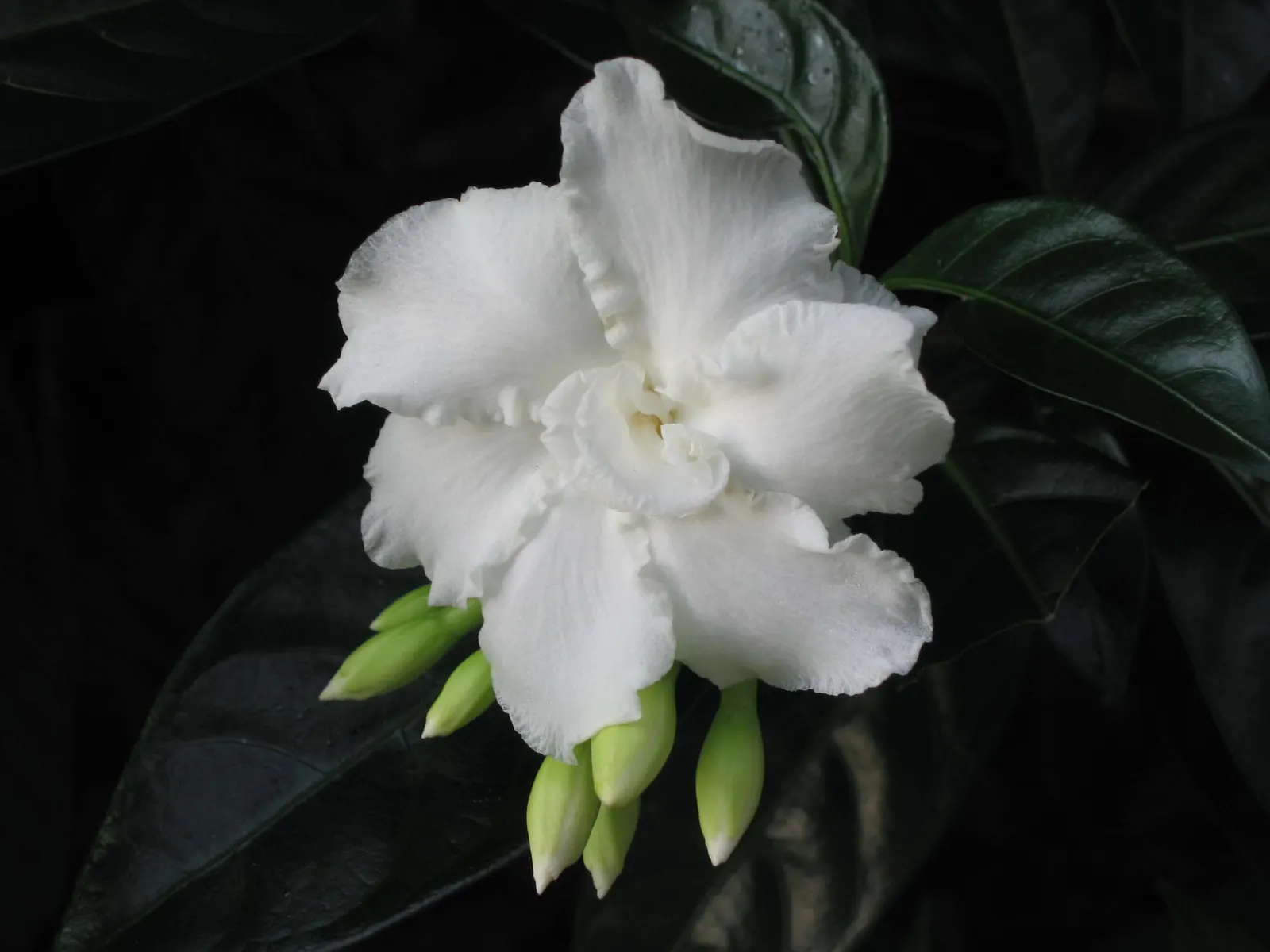 Double-Flowering Crape Jasmine (Tabernaemontana 'Flore Pleno') — especially in the warmer zones.<br><br>For landscape design purposes