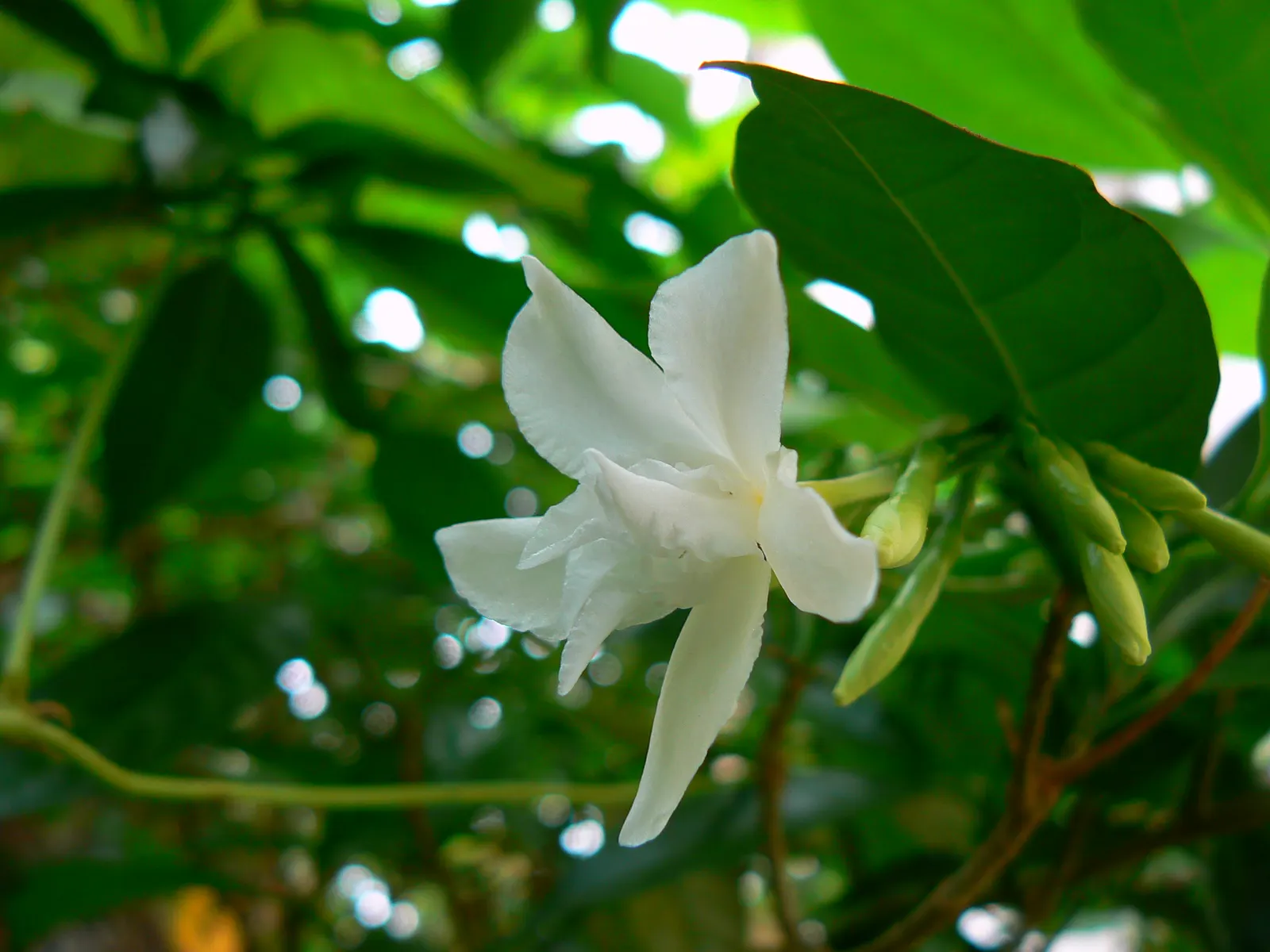 Double-Flowering Crape Jasmine (Tabernaemontana 'Flore Pleno') — sweet fragrance that enhances the sensory allure of the garden space