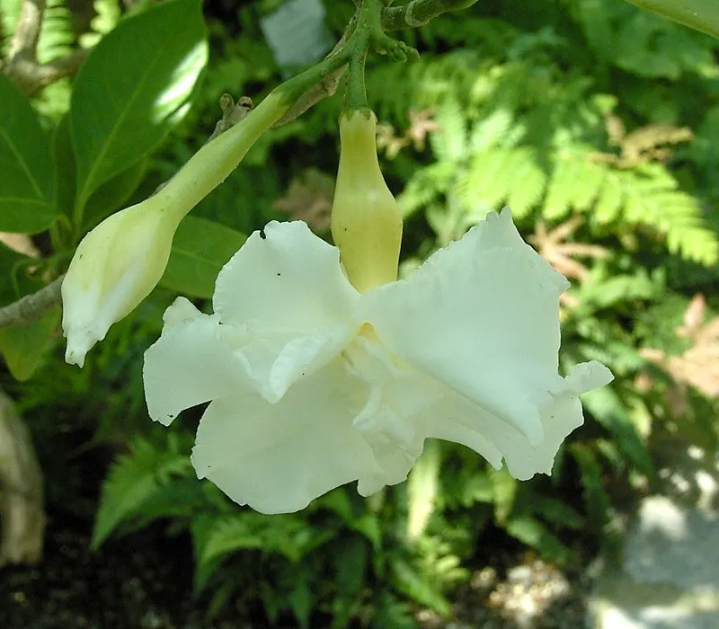 Double-Flowering Crape Jasmine (Tabernaemontana 'Flore Pleno') — coupled with occasional pruning to maintain shape and encourage bushier growth