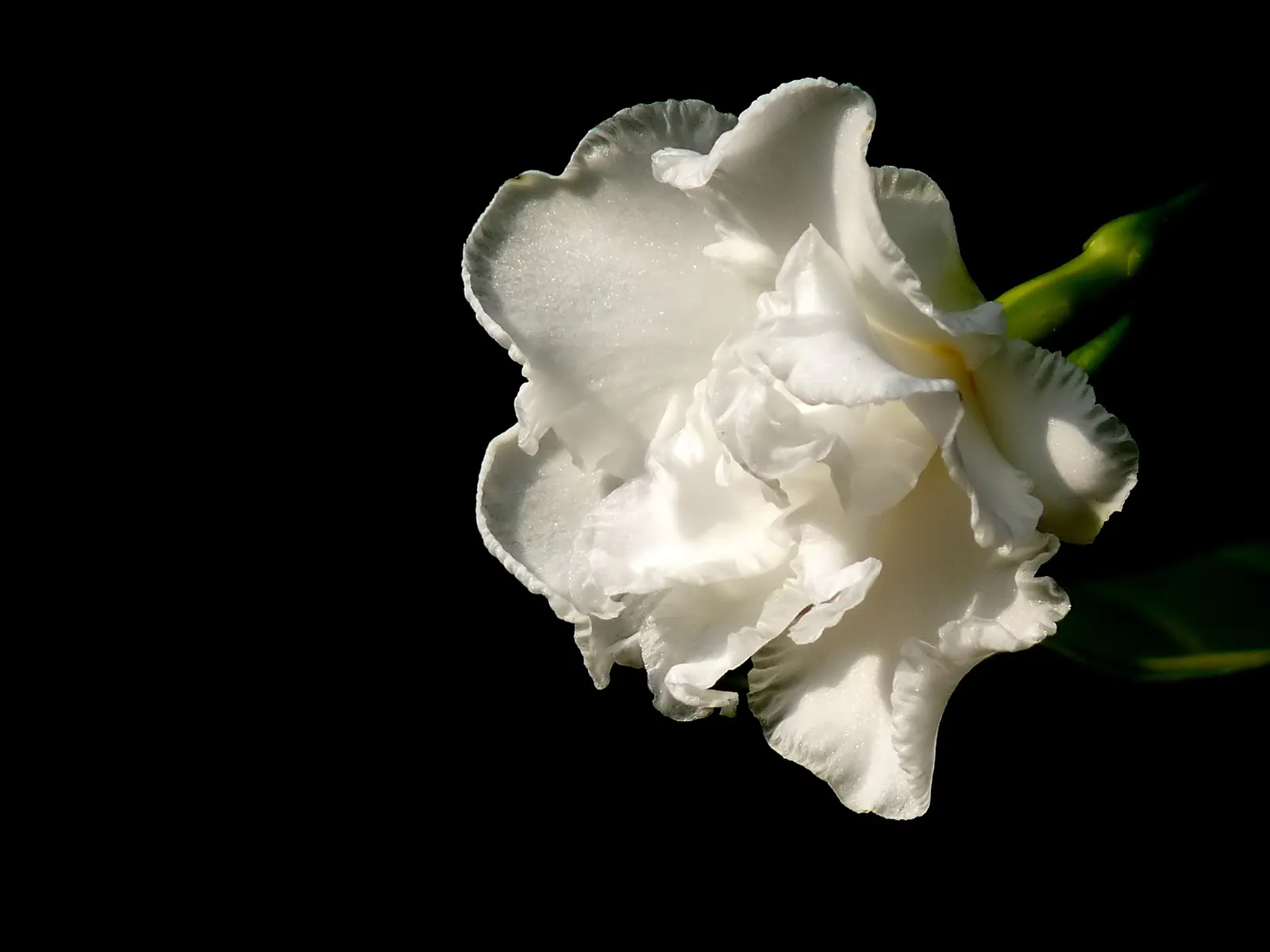 Double-Flowering Crape Jasmine (Tabernaemontana 'Flore Pleno') — to ensure the health of the plant and optimal flowering