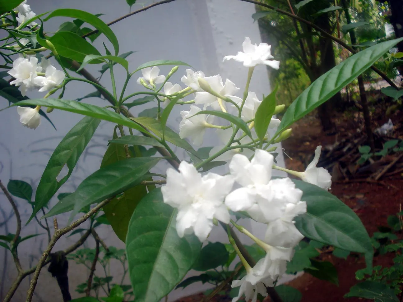 Double-Flowering Crape Jasmine (Tabernaemontana 'Flore Pleno') — Thriving in USDA Hardiness Zones 9-11
