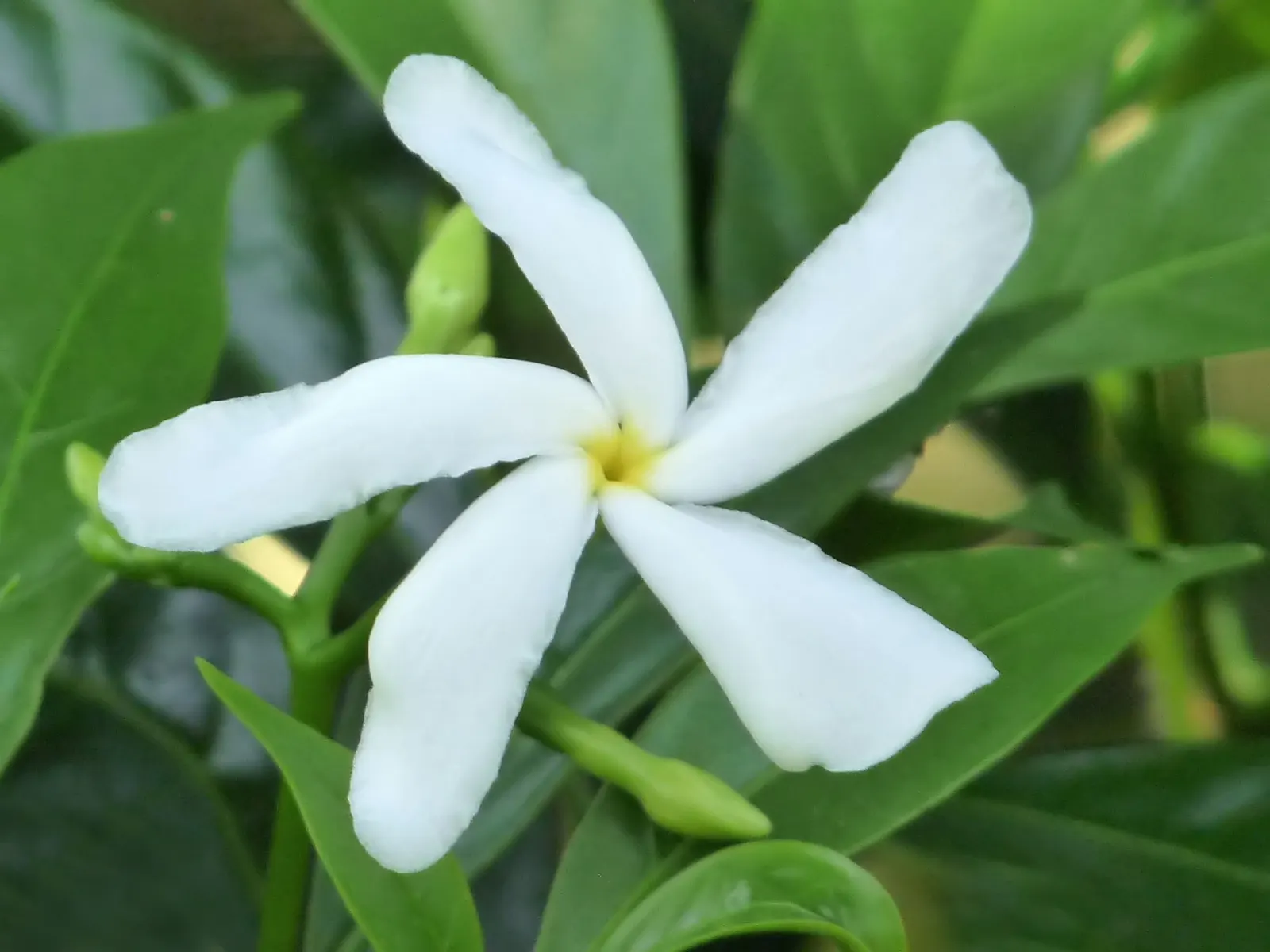 Double-Flowering Crape Jasmine (Tabernaemontana 'Flore Pleno') — leathery leaves and highly ornamental