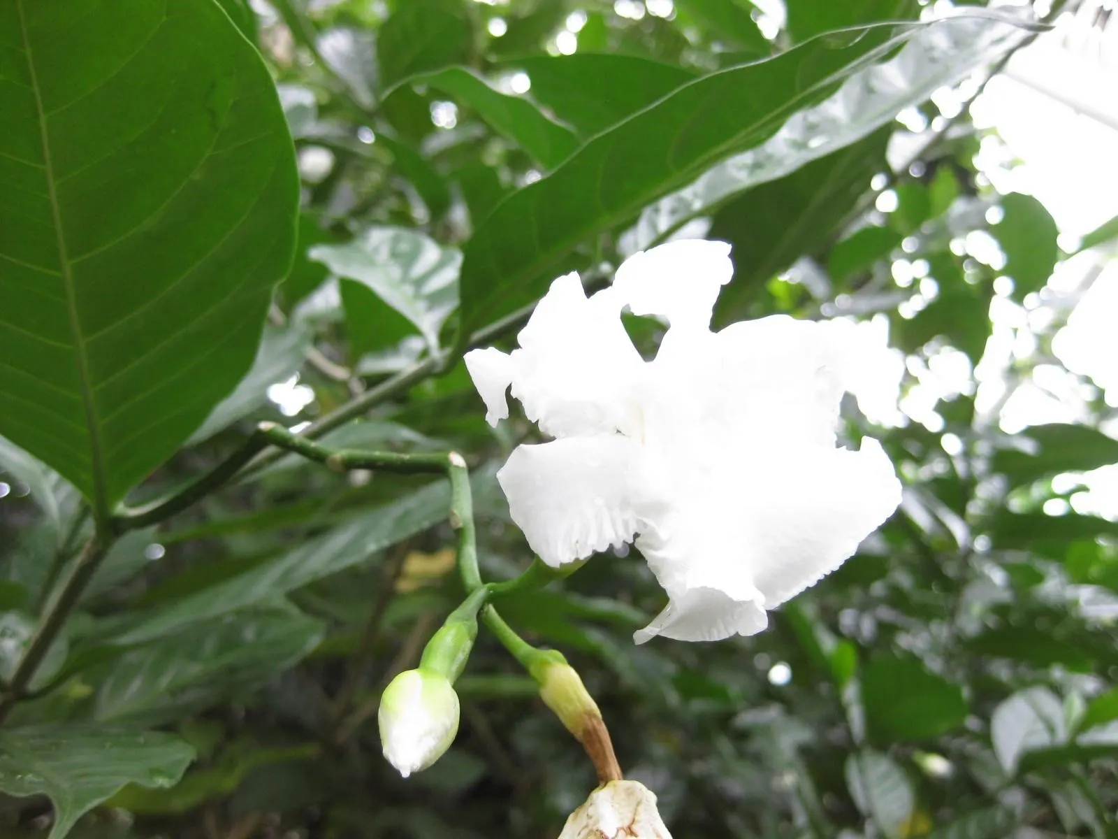 Double-Flowering Crape Jasmine (Tabernaemontana 'Flore Pleno') — evergreen shrub featuring glossy