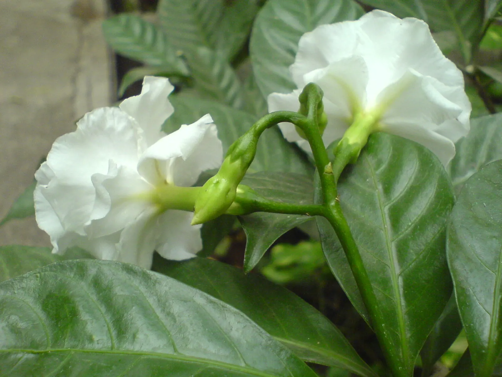 Double-Flowering Crape Jasmine (Tabernaemontana 'Flore Pleno') — it is advisable to provide some shade during the hottest part of the day