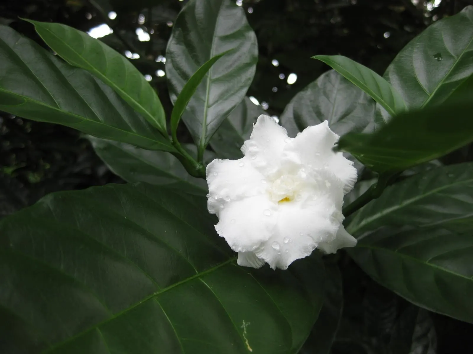 Double-Flowering Crape Jasmine (Tabernaemontana 'Flore Pleno') — scientifically designated as Tabernaemontana divaricata 'Flore Pleno'