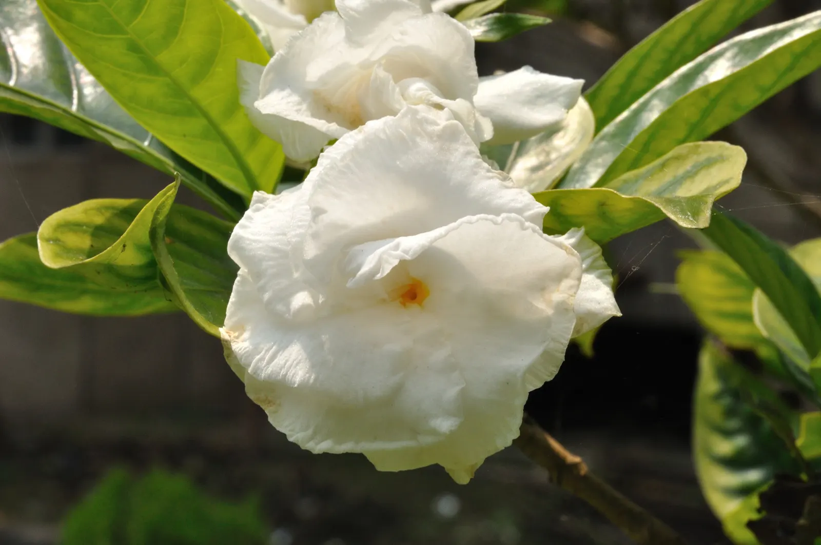 Double-Flowering Crape Jasmine (Tabernaemontana 'Flore Pleno') — Prune after flowering to shape and promote new growth