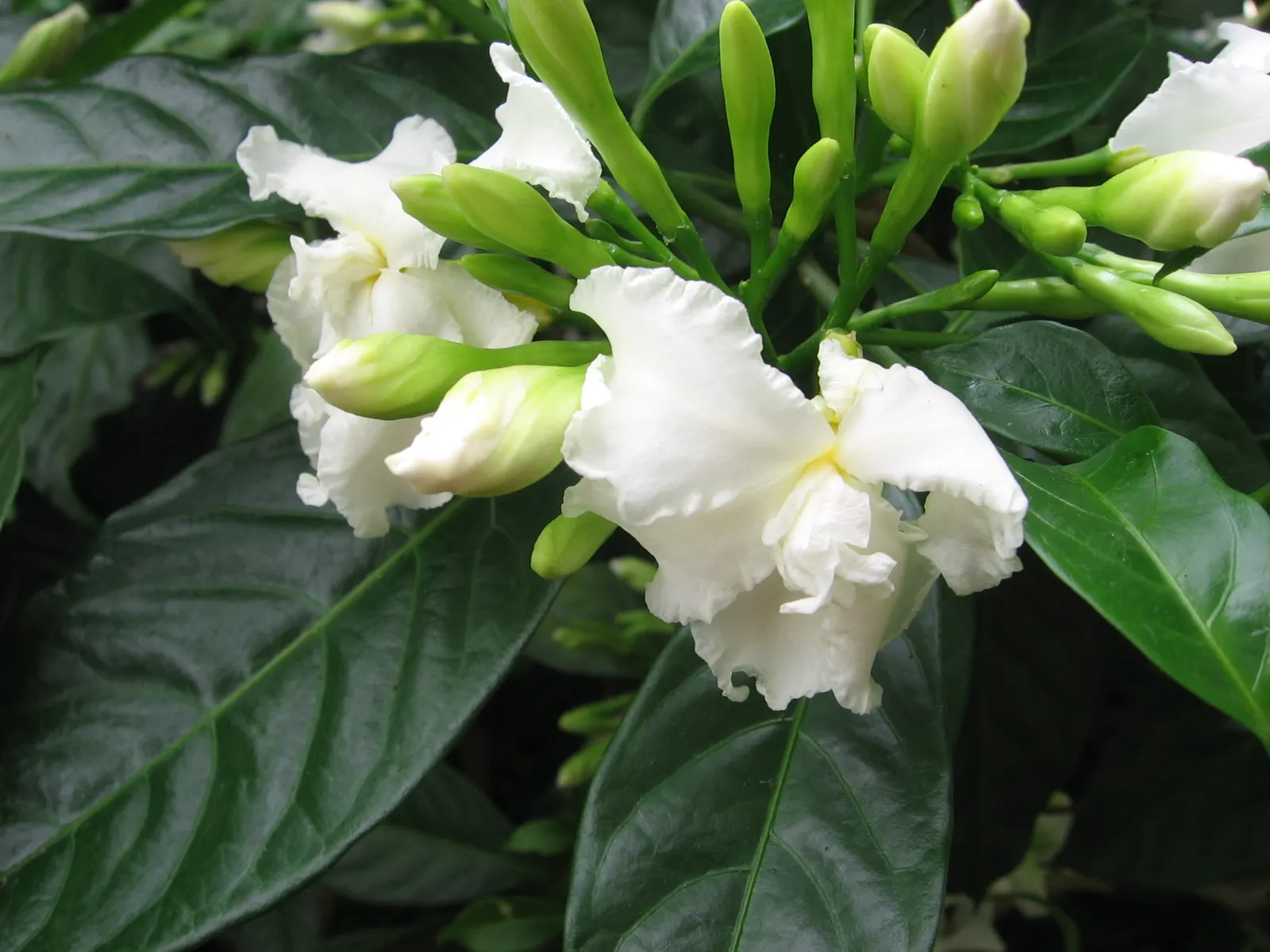 Double-Flowering Crape Jasmine (Tabernaemontana 'Flore Pleno') — preferring partial shade to full sun