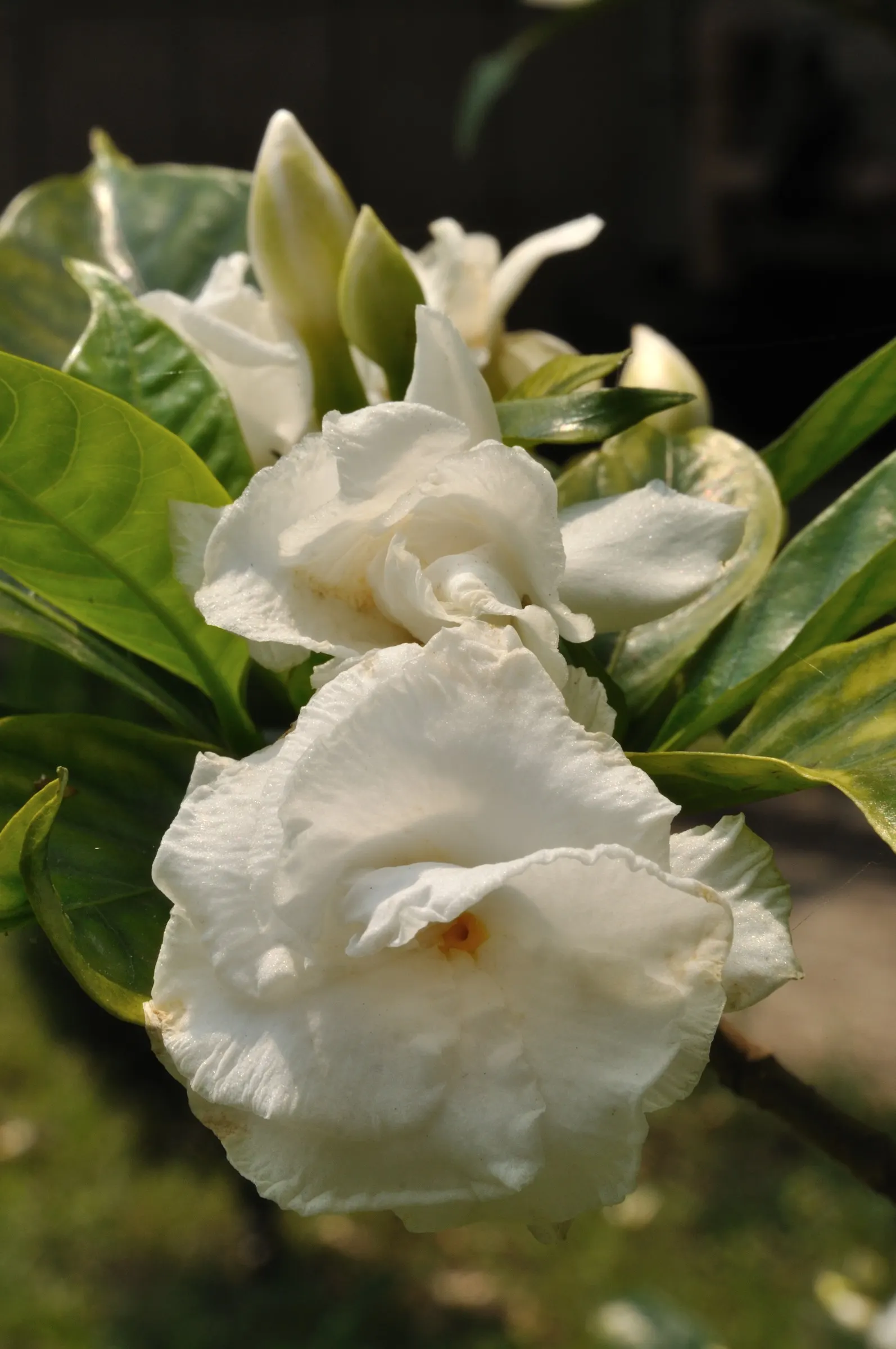 Double-Flowering Crape Jasmine (Tabernaemontana 'Flore Pleno') — resembling the visual delight of gardenias or miniature roses