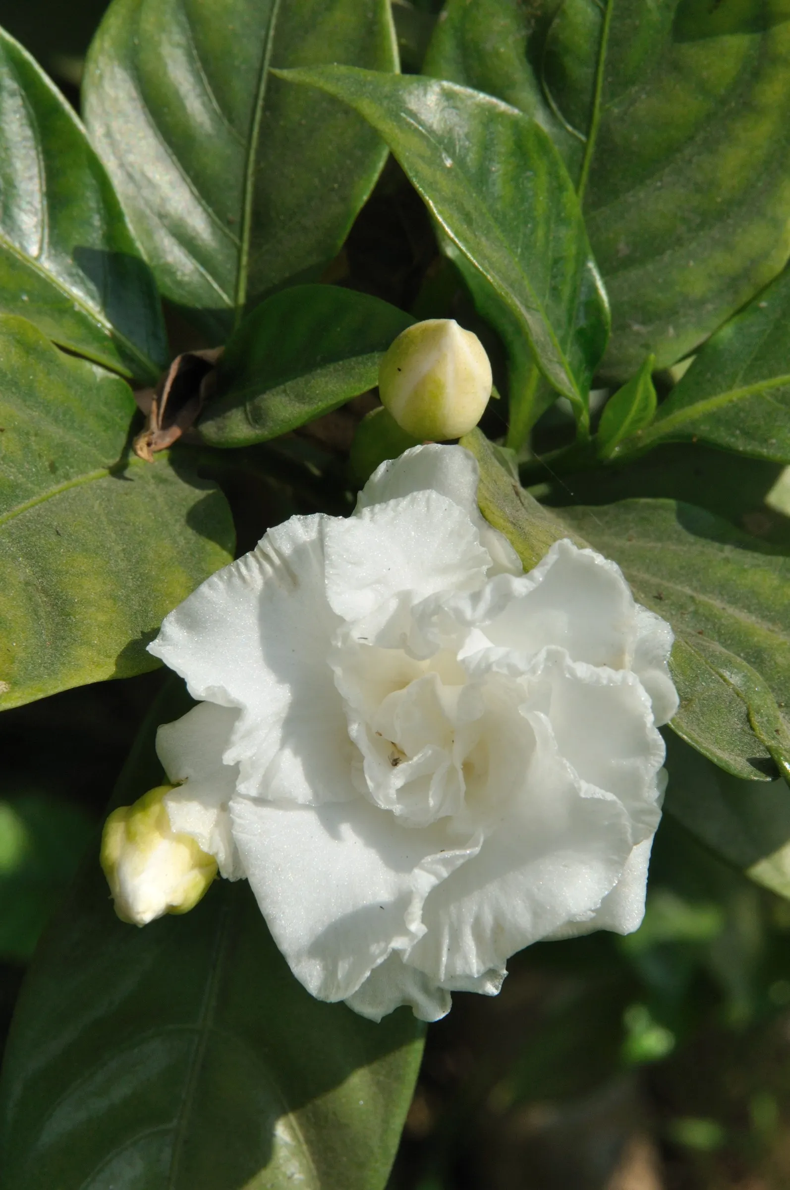 Double-Flowering Crape Jasmine (Tabernaemontana 'Flore Pleno') — The double flowers appear in profusion