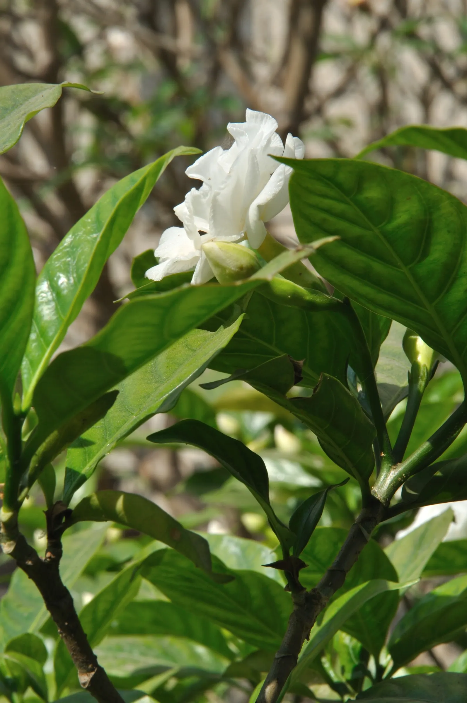 Double-Flowering Crape Jasmine (Tabernaemontana 'Flore Pleno') — glossy leaves together with an abundance of uniquely beautiful flowers