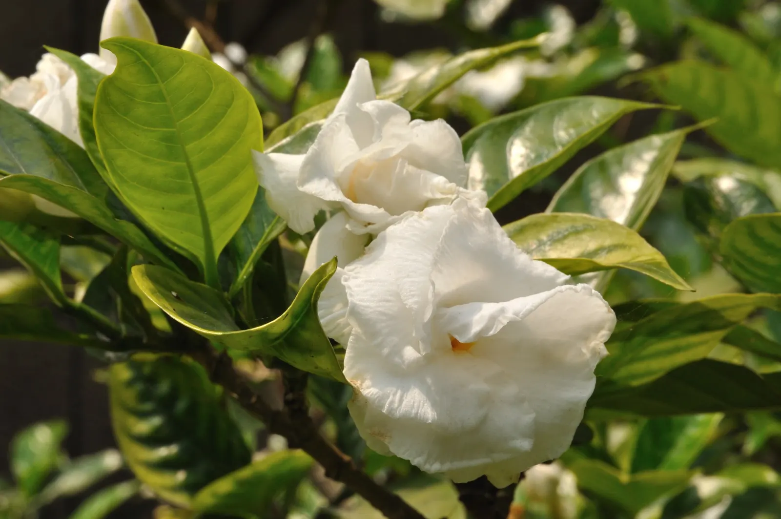 Double-Flowering Crape Jasmine (Tabernaemontana 'Flore Pleno') — Ideal for hedges or accent plants