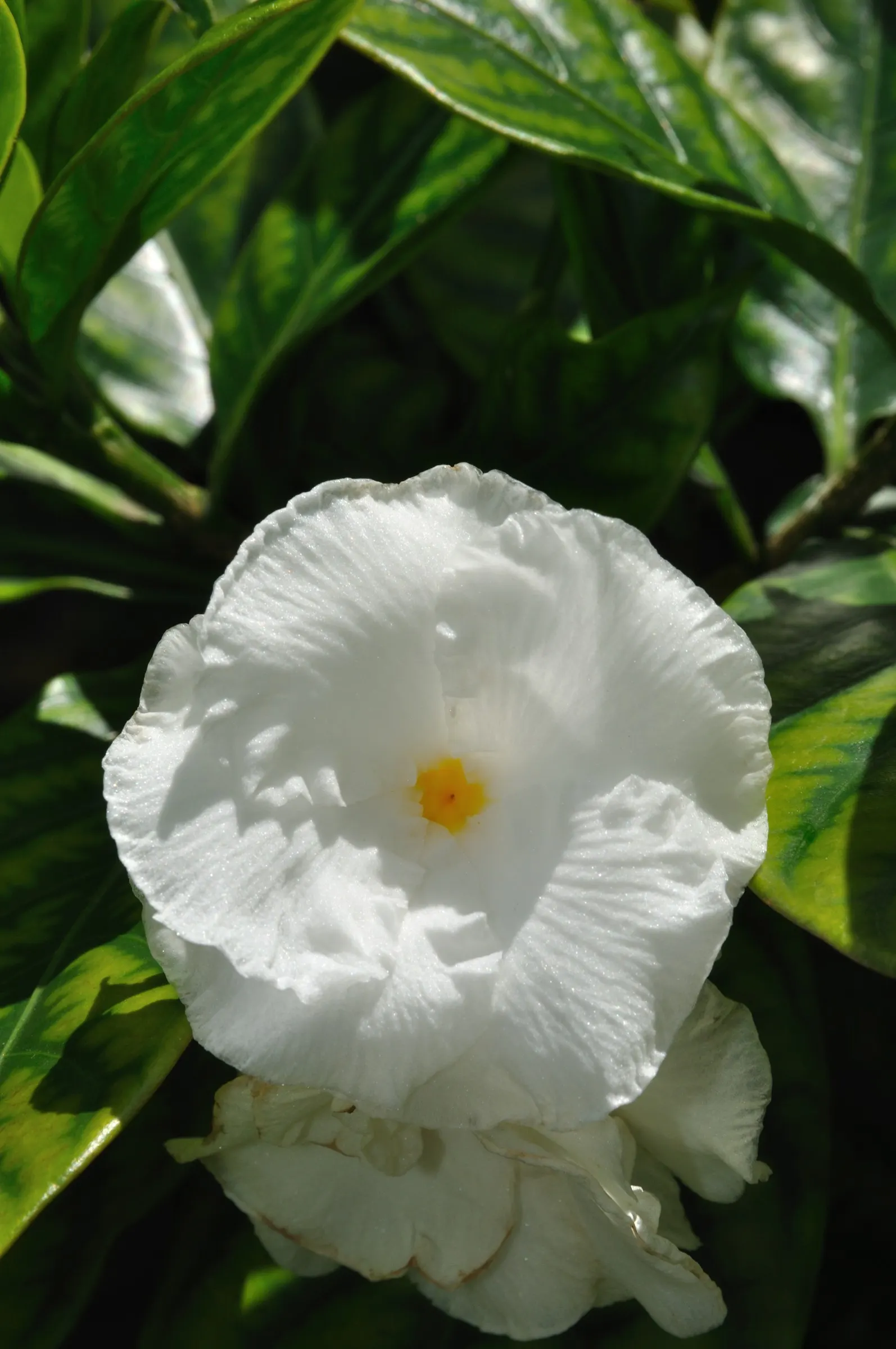 Double-Flowering Crape Jasmine (Tabernaemontana 'Flore Pleno') — Double-Flowering Crape Jasmine (Tabernaemontana 'Flore Pleno') is a lush