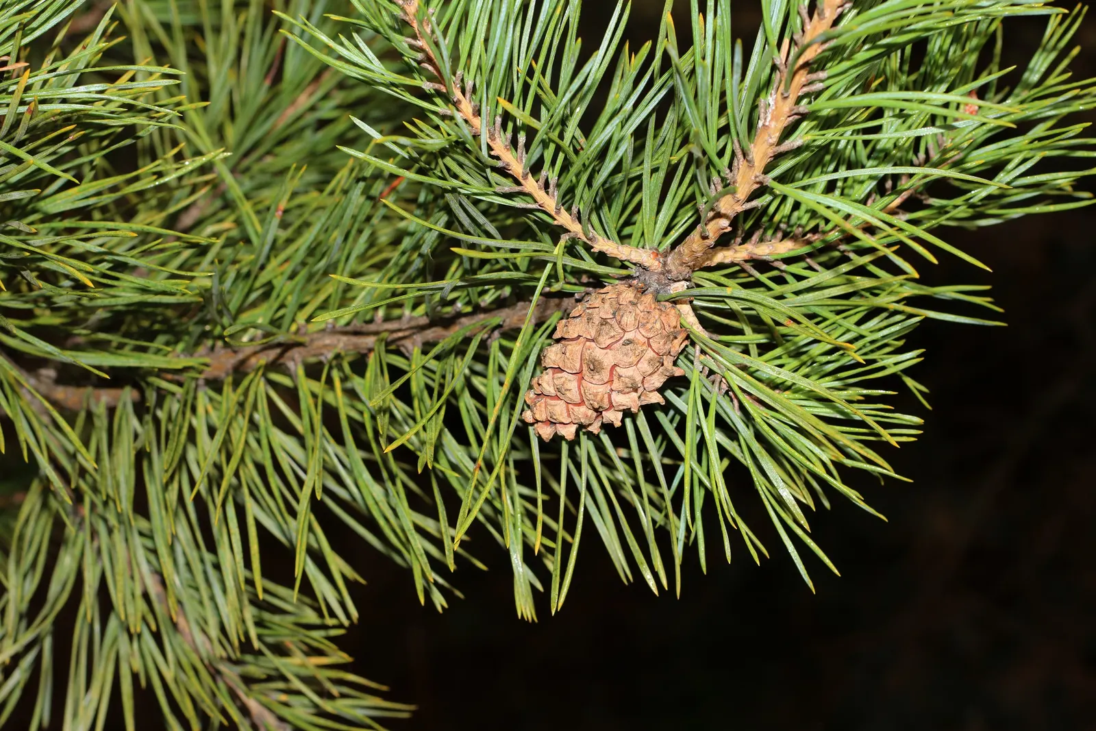 Scotch Pine (Pinus Sylvestris) — it requires well-drained soils and benefits from space to flourish