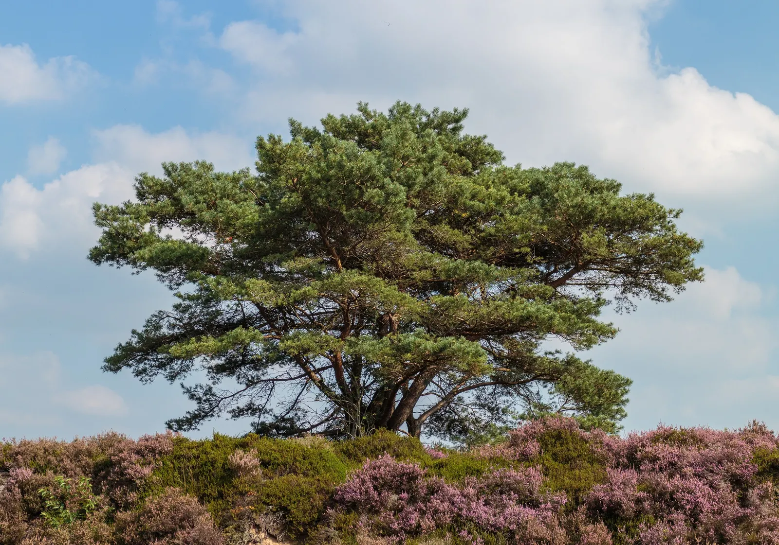 Scotch Pine (Pinus Sylvestris) — An ideal choice for windbreaks or privacy screens
