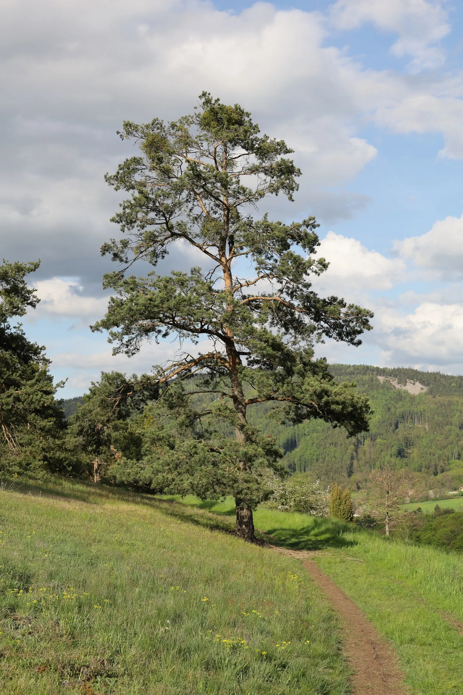 Scotch Pine (Pinus Sylvestris) — The tree's pyramidal shape in youth develops into a more rounded crown with age